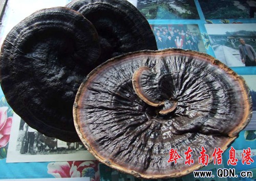 劍河野生靈芝進(jìn)入豐盛期備受青睞(圖)