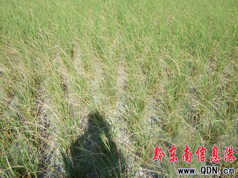 ������F��Ҋ�ɺ����� �r����l�R�^��(�M�D)