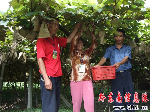 ��ɽ���ѷNֲ��105�� ��������2.333�fԪ ���D��