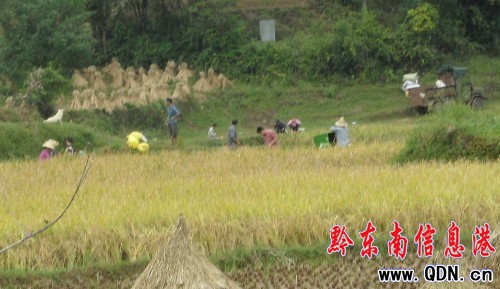黃金周開太陽 農民秋收喜洋洋(圖)