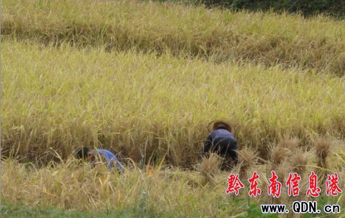 黃金周開太陽 農民秋收喜洋洋(圖)