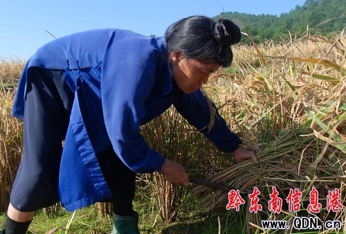 貴州丹寨:金秋十月?lián)屖彰?圖)