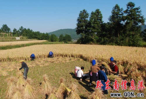 貴州丹寨:金秋十月?lián)屖彰?圖)