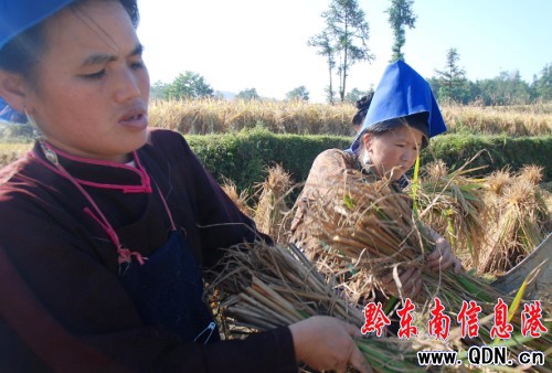 貴州丹寨:金秋十月?lián)屖彰?圖)