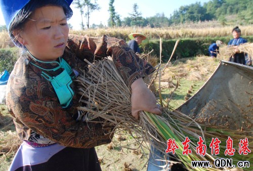 貴州丹寨:金秋十月?lián)屖彰?圖)