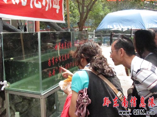 黃金周期間 舞陽河上又現“桃花水母”(圖)