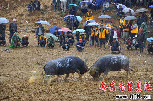 凱里開發(fā)區(qū)舉辦紅薯節(jié) 山寨牛王來助興(圖)