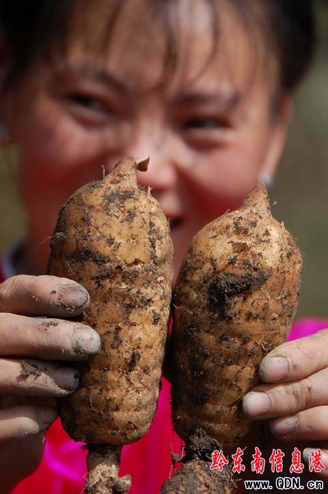 �r��ԡ��з�� ���g���^�N�������飨�M�D��