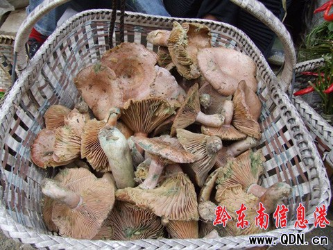 ���Ů���Բ�ɽ�������u(m��i) �����������c(di��n)���}�X(qi��n)