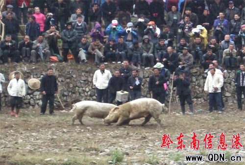 雷山“豬王”爭霸賽精彩紛呈(圖)