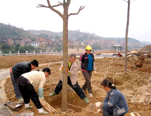 ǧ�����F��ľ��ֲ�얿h�ǣ��D��