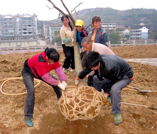 ǧ�����F��ľ��ֲ�얿h�ǣ��D��