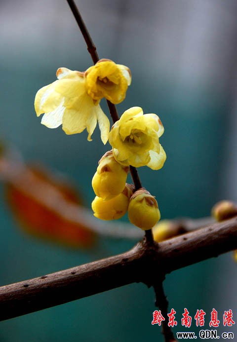 �P���׈���ѩ�^�� ӭ�����@�D÷���_���D��