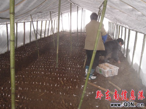 黔東南州林麗生態農民專業合作社遭大雪重創