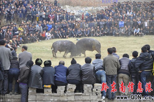 �P���������g�J�ϕ��_ʼ ʢ�b���ﶷ���ˣ��D��