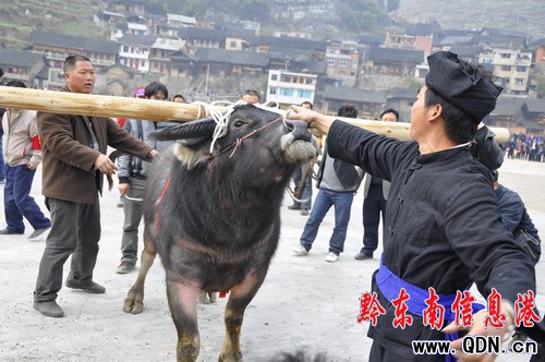 舟溪甘囊香舉行啟用新蘆笙堂祭祖活動(圖)