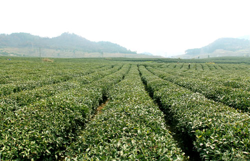 �c���g�[��һ�