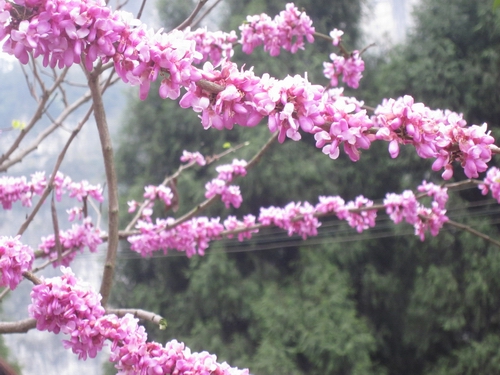 ӡ��ǭ�|�ϣ�̤�������(y��ng)�ӣ��D��