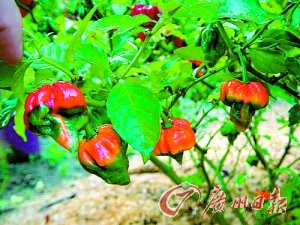 澳大利亞種植最辣辣椒 制作辣醬需穿防護(hù)服