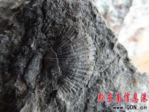 �(zh��n)�h(yu��n)�h��կ���ƹ����ﻯʯ���°l(f��)�F(xi��n)���D��