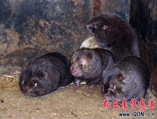 ���l���c���󡱹��� Ȧ�BҰ�����󣨈D��