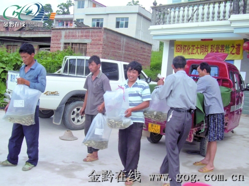 黃平向農戶免費發放435萬尾新品種魚苗(圖)