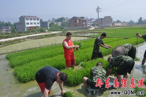 農忙時節為民插秧 黃平消防續寫軍民魚水情