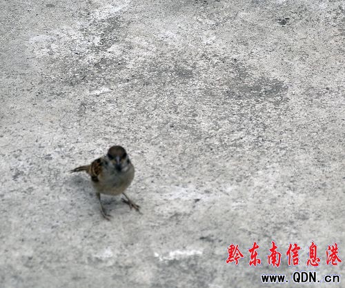 ���eҒʳ 悶����� �@ֻ�B�������ˣ��D��