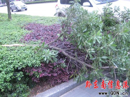 這里的楊梅很受傷——請愛護我們的綠化帶(圖)