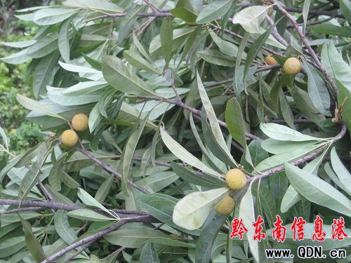 這里的楊梅很受傷——請愛護我們的綠化帶(圖)