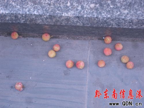 這里的楊梅很受傷——請愛護我們的綠化帶(圖)