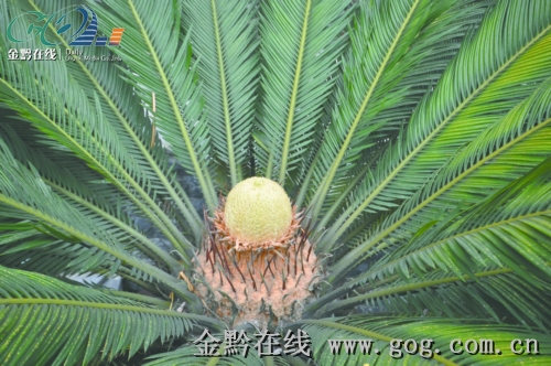 �\���˹��Nֲ�����F���״��_�����D��