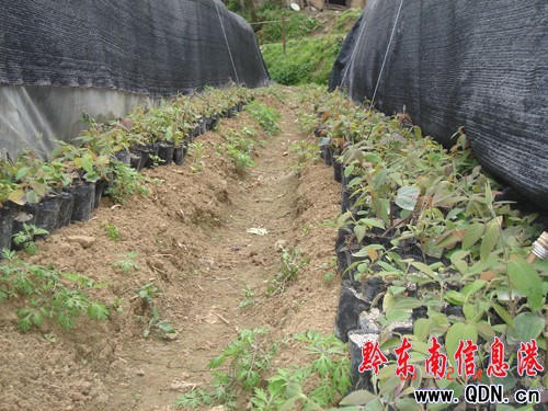 �Sƽ���y�����Ի��ؑK�Ⱪ���u�����M�D��