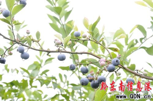 走進藍莓基地體驗原生態鄉村風光(圖)