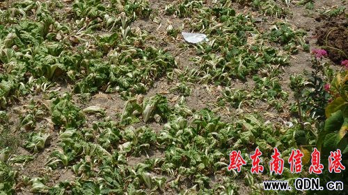 ���m���ߜ����Ӱ� �������ߜظɺ�(�M�D)