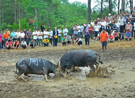 �P����կِ�R��ţ�[�����¡� ���M�D��