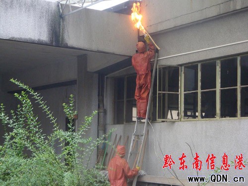 猖狂馬蜂蜇傷路人惹人愁 消防“火攻”除害