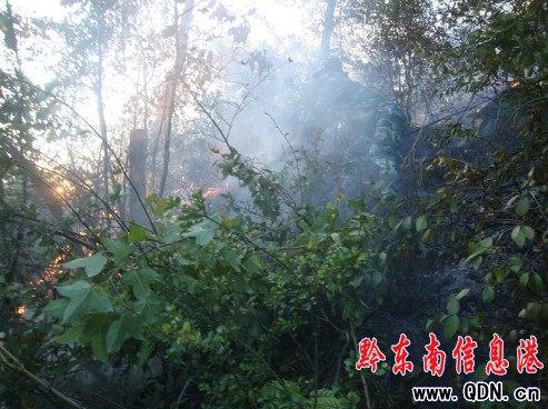 山火毀樹林 麻江消防不畏生死抗火魔(圖)