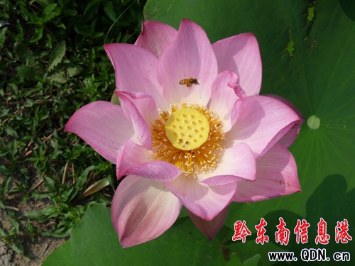 �P����Ϫ���ɻ��_�����G�r���M�D��