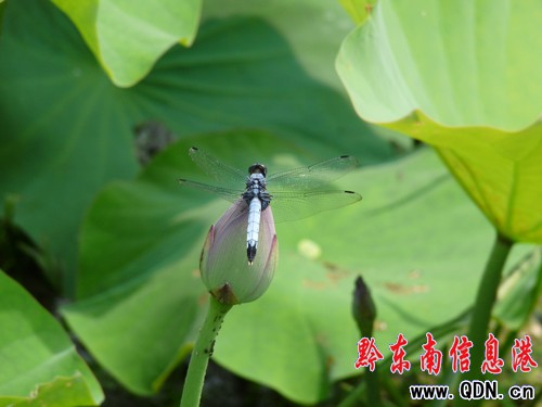 �P����Ϫ���ɻ��_�����G�r���M�D��