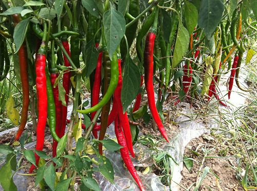 �齭�h����lˮ�ĺ����̸ĳ������۴T�����D��