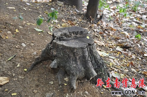 ���w���@�����M�� ��(sh��)ľ�⿳����֦���D��