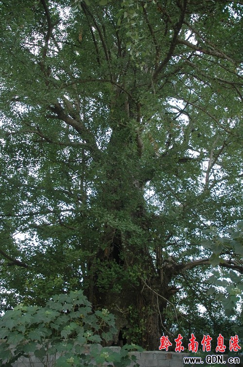 ǧ����y�� �����ǧ��D��