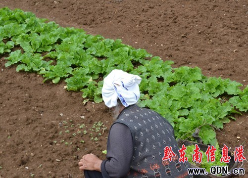久旱逢甘霖 秋雨滋潤助農(nóng)作物改種種植(圖)