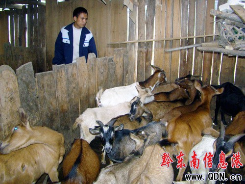 錦屏一家庭發“牛羊財”(圖)