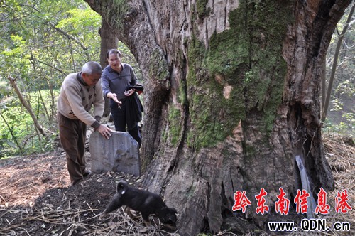 ������ǧ������ѡ�ʯ̥�����M�D��