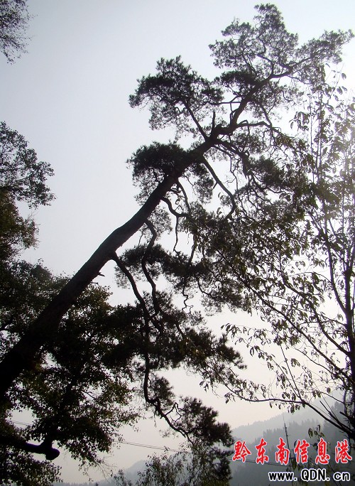 �@���Rβ�ɃAб�������500�꣨�D��