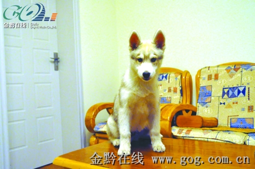 留狗看家小偷把它也偷了 街頭偶遇愛犬失而復得