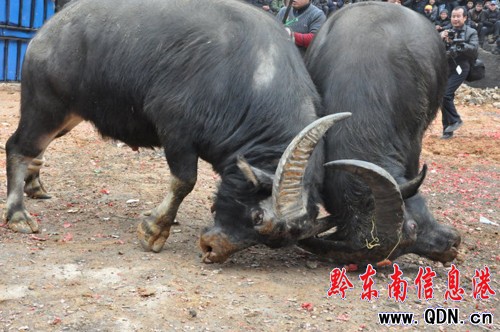 �Ž���ʮ��կ��