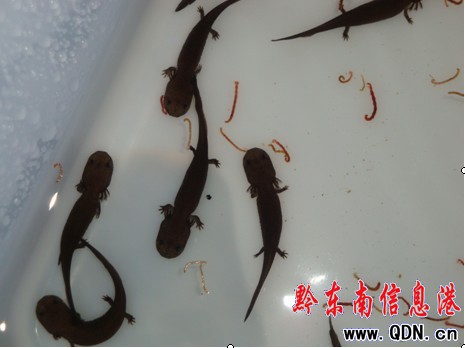 凱里市人工飼養繁殖娃娃魚獲得成功(圖)